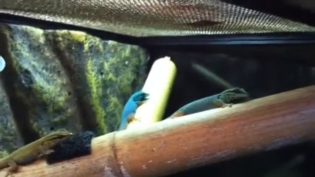 Lygodactylus williamsi! First successful feeding video. смотреть онлайн