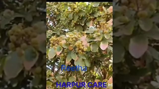 HARPUR CARE SHAMPOO Amla Hina Rita || Harpur care hair clean and shine shampoo смотреть онлайн