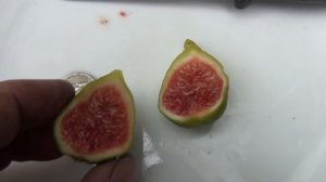 Fig variety 143-36 / Emerald Strawberry