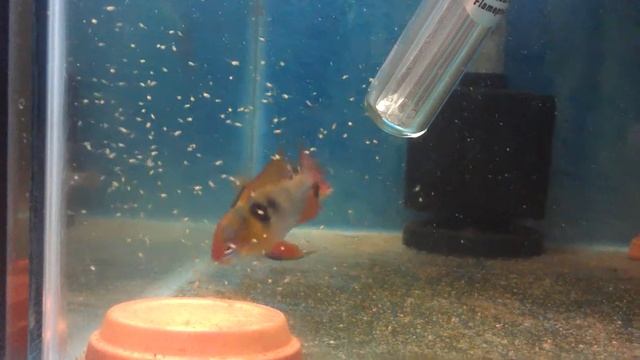 1:01 Mikrogeophagus ramirezi with free (2 days old) смотреть онлайн
