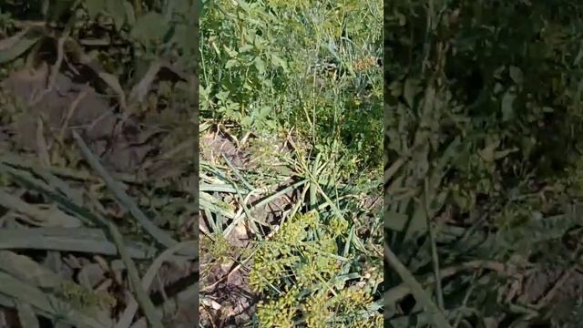 уборка лука смотреть онлайн