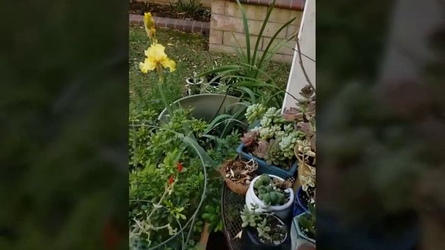 Yellow Iris Watercolor on Rice Paper backyard plein air with Henry Li