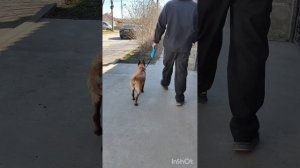 Социализация щенка