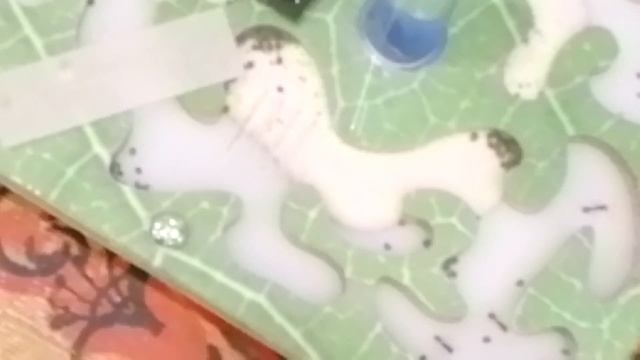 видио про муравьёв жнецов смотреть онлайн