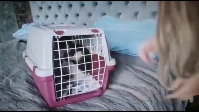 Большой Дюк покоряет мир! смотреть онлайн