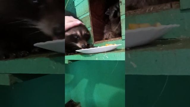 #ямыилюша #енотики #raccoon #животные #помощьбездомнымживотным смотреть онлайн