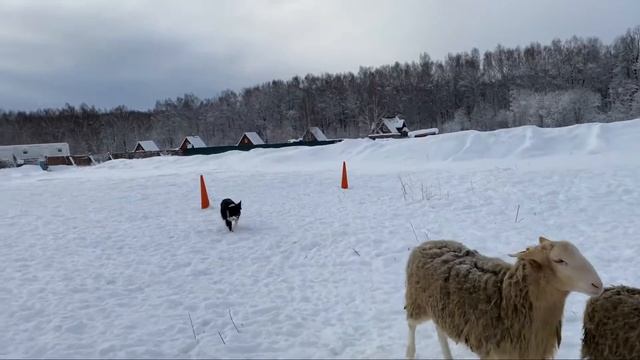 Пуля и овцы тренинг 6-9.01.22 смотреть онлайн