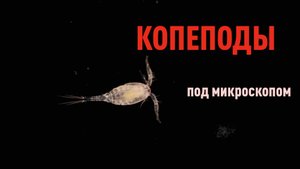 Веслоногие рачки. Копеподы. Copepods.