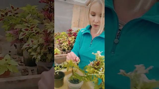 Черенкование коллеуса. смотреть онлайн