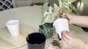 №106. Алоказия Frydec albo (Фрайдек). Особенности ухода. Как нарастить много ярких  крупных листьев