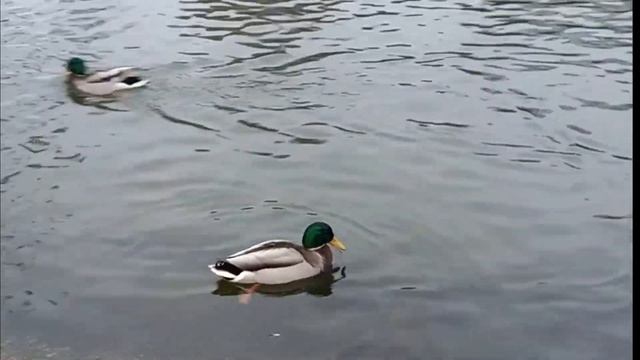 ФУТАЖ БЕСПЛАТНОселезеньводаутки