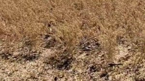 Уборка нута Боковский белосемянный и Волжанин 50 с урожайностью 30ц га