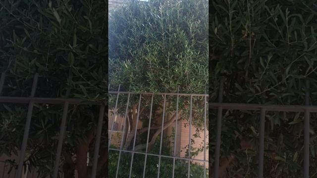 Оливковое дерево,возраст этих деревьев и качество масла, Испания, 26.04.23 г. смотреть онлайн