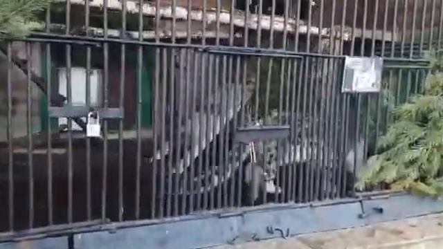 Снежный барс смотреть онлайн