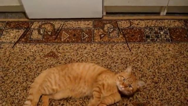 КОТ ИЛЮША смотреть онлайн