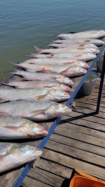 Куча Астраханского Жереха.#teamправильнаяподсечка #shorts смотреть онлайн
