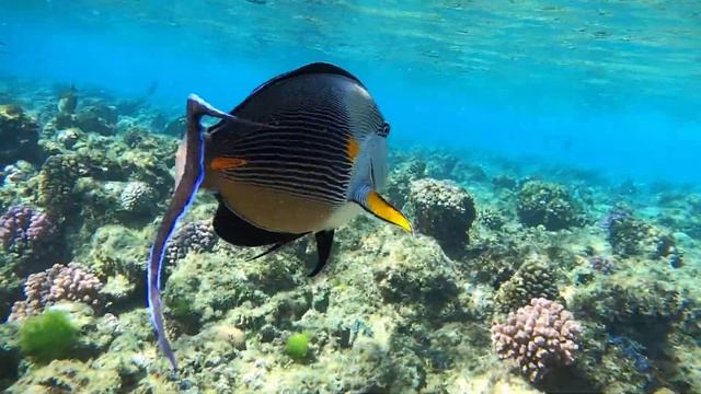 💖 Sohal ou poisson chirurgien zébré de Marsa Alam 🤿 смотреть онлайн