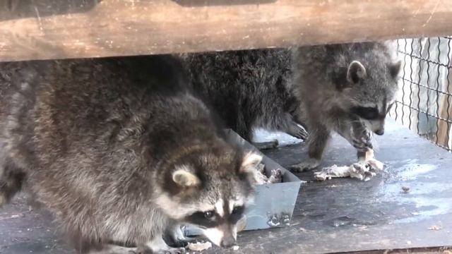 Хвост Серебристого фазана Енотный обед курочкой Silver Pheasant's tail Chicken lunch at the raccoon смотреть онлайн
