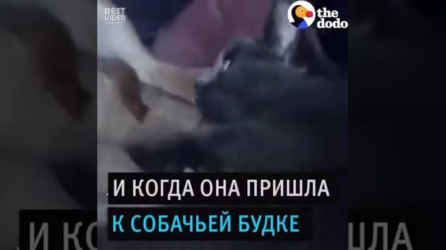 Собака подружились с кошкой