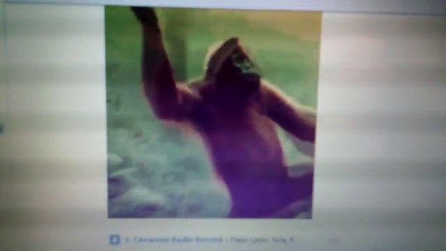 Обезьяна под музыку!!!