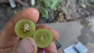 Виноград и виноградарь Дона