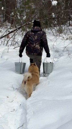 Верный друг - незаменимый помощник в лесу