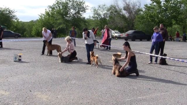 Бэст ин Шоу Иванов 27 05 12г смотреть онлайн