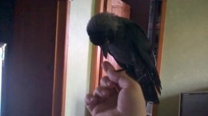 Ручная галка Клара