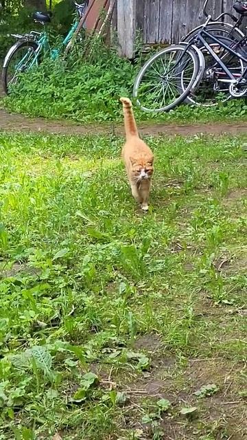 Пришёл сосед с утра пораньше смотреть онлайн