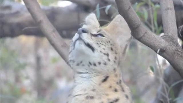 San Diego Zoo ~ 8.10.2014 ~ African Serval смотреть онлайн