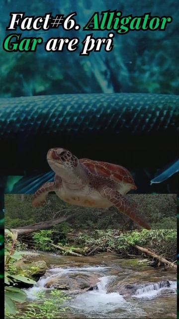 12 Fascinating Alligator Gar Facts: The Ultimate Predators of the Water! part 3 #shorts смотреть онлайн