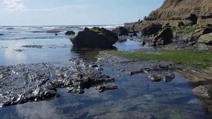 Во время отлива на берегу Тихого океана. Калифорния 🇺🇲