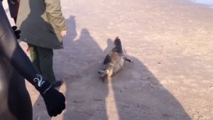 №30 Спасение тюленя на пляже в США Brooklyn, NY 2013