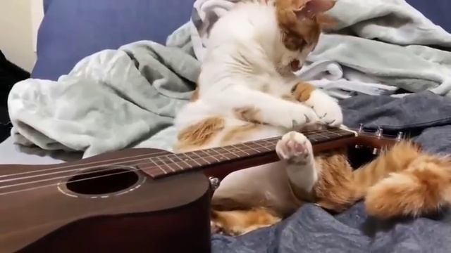 Кошачий фингерстаил.