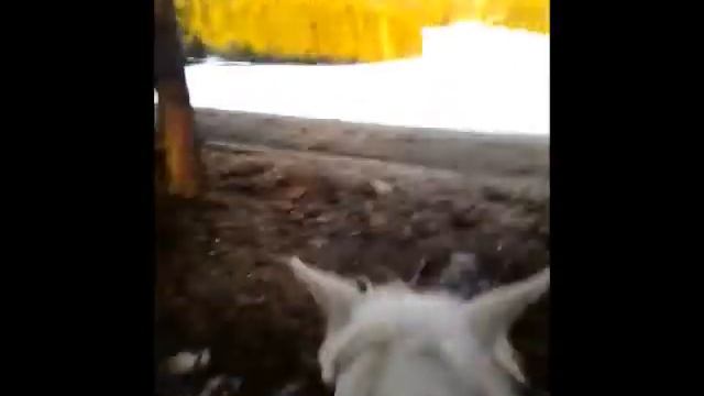 villmarkstur смотреть онлайн