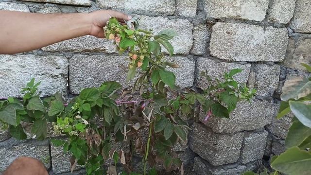 Yayda 2 dəfə bar verən Moruq haqqında nə bilirsiz? Remontant Moruq. смотреть онлайн