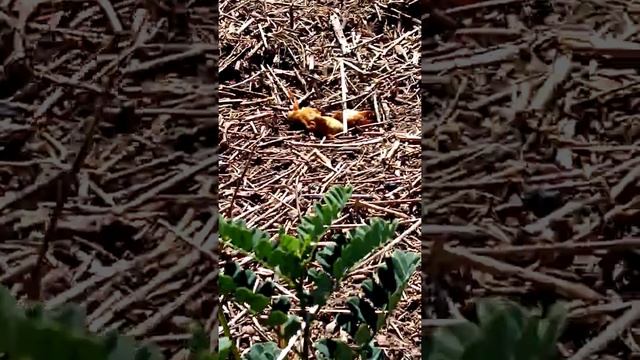 Медведка смотреть онлайн