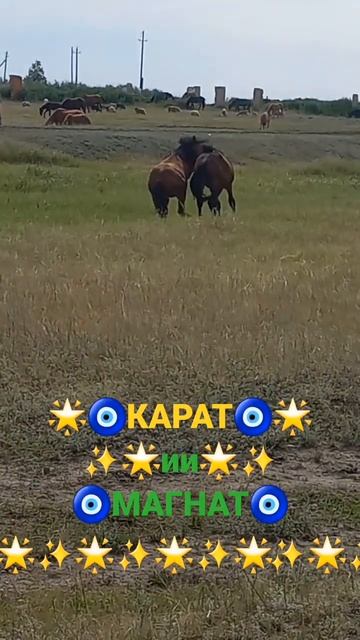 @красавцы#лошади смотреть онлайн