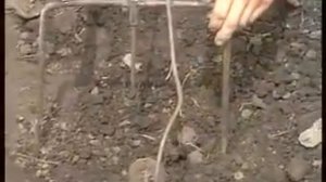 Секрет ловли слепыша на огороде