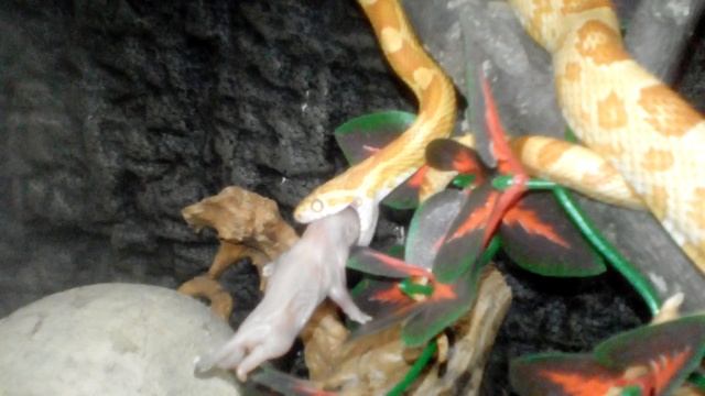 Домашнее «ОНО» смотреть онлайн