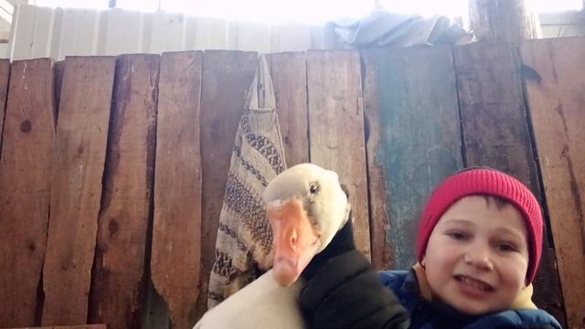 рассказ о гусе зайце! смотреть онлайн