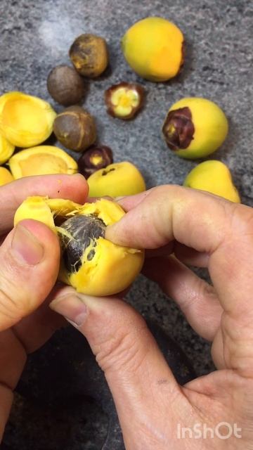 3. Обезьяний кокос, — плод чилийской пальмы Jubaea chilensis. Часть 3 #кокос #пальма #природа #Чили смотреть онлайн