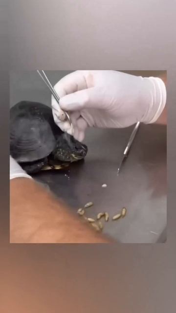 Remove Bott} fly From Animals Cats Kitten Bunny смотреть онлайн