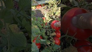 помидоры нова каста 2024г