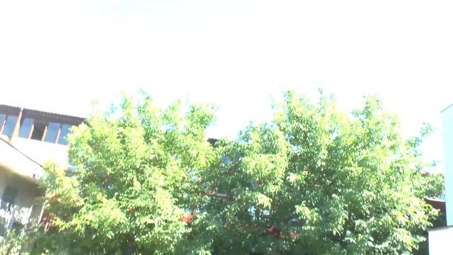 Walnut tree - grow & harvest nuts смотреть онлайн