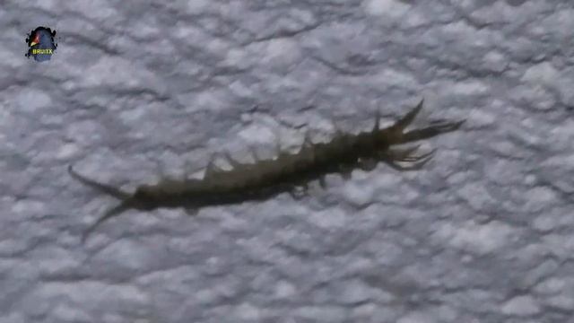 LITHOBIE à Pinces/Lithobius forficatus/Hiver/Nuit ! BRUITX смотреть онлайн