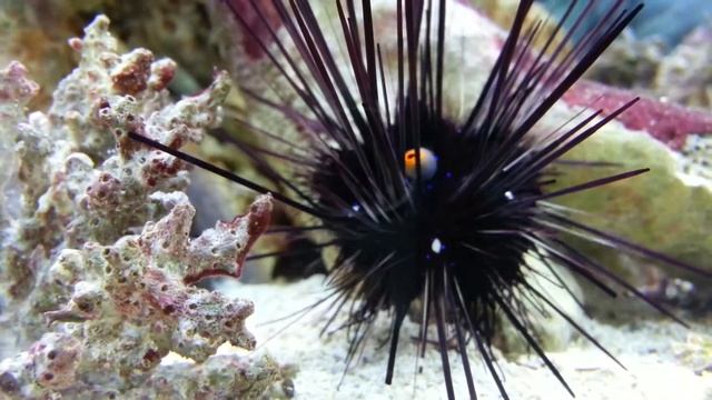 Long-spined Sea Urchin close-up смотреть онлайн