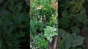 Stachys monnieri Rosea. Цветущие многолетники. Стахис или чистец .