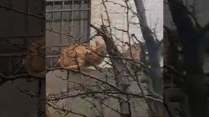 Износилование