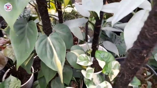 WA : 085729784062 GREBEK BEGONIA DI KANDANG PHILODENDRON BISA ONLINE - BARANGE UAKEH MUMBYUK GAESSS смотреть онлайн